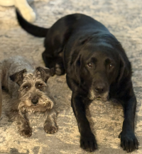 Izzy the Schnauzer & Retired K9 Fuschia